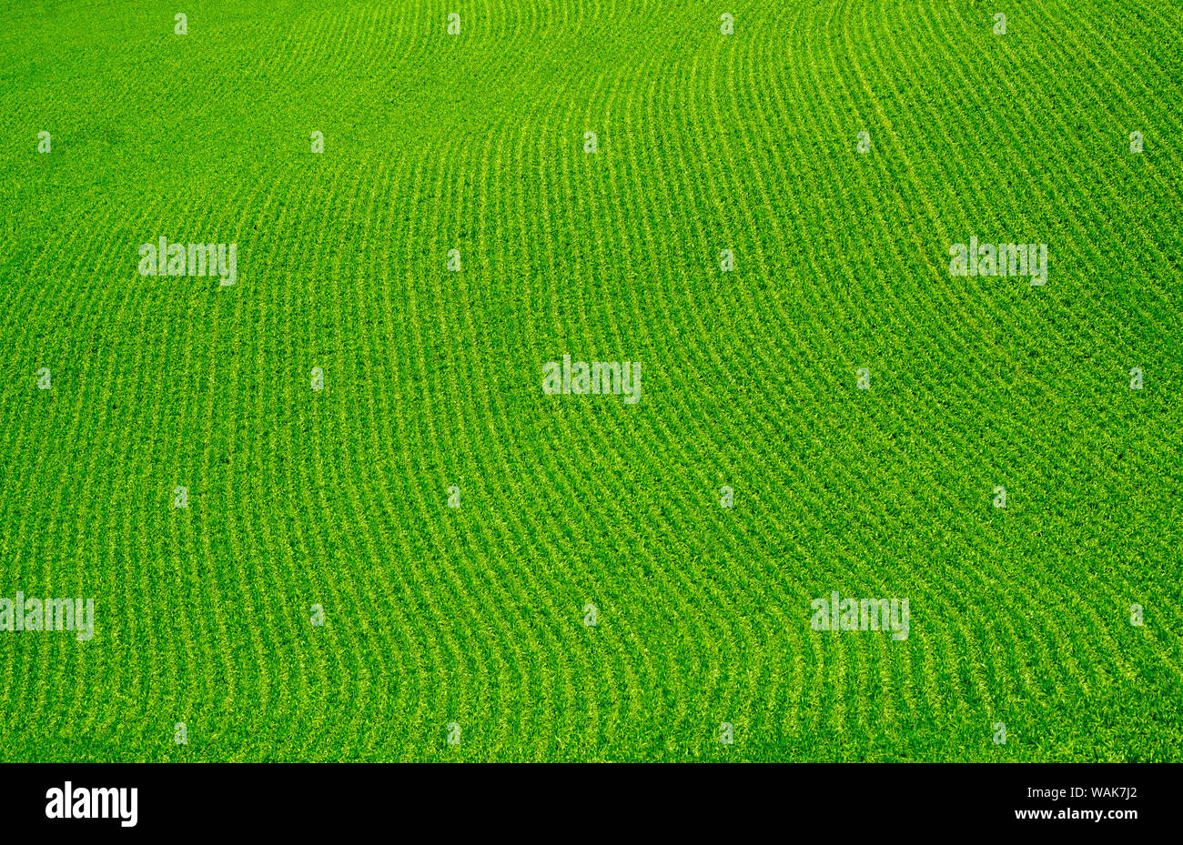 Stati Uniti d'America, nello Stato di Washington, Palouse. Campo verde. Foto Stock