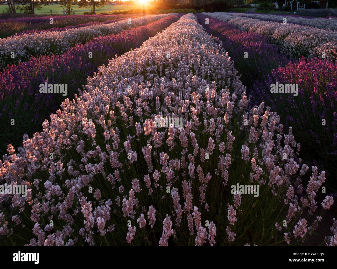 Stati Uniti d'America, nello Stato di Washington. Righe di lavanda. Foto Stock