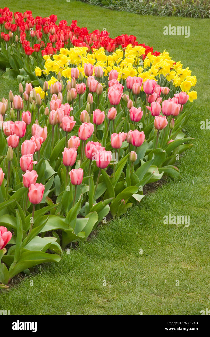 Mount Vernon, nello Stato di Washington, USA. Riga di curve di tulipani e narcisi, con in primo piano del Rosa impressione tulipani, terra di mezzo del valore standard di narcisi e posteriore del rosso tulipani di impressione. Foto Stock
