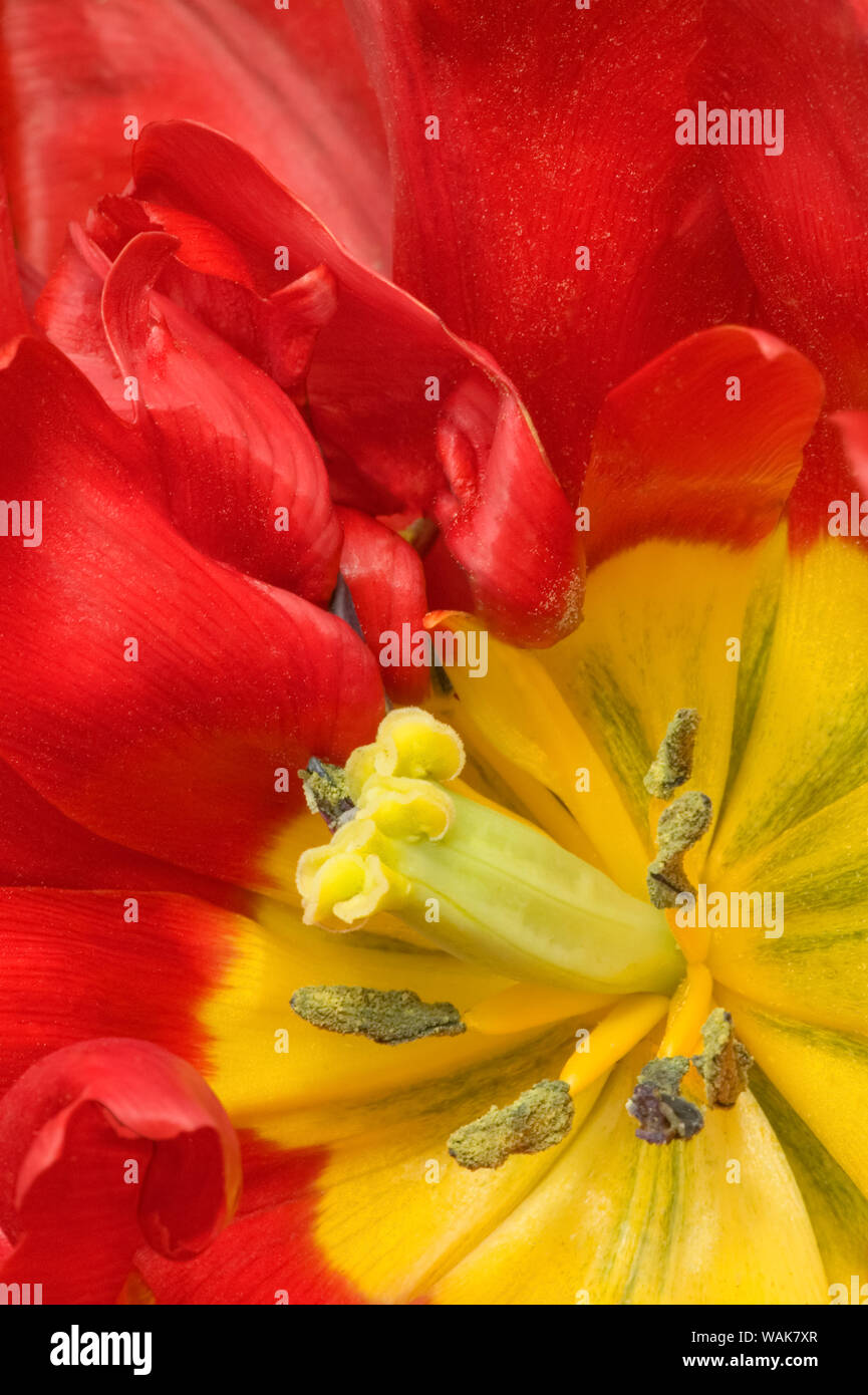 Mount Vernon, nello Stato di Washington, USA. Close-up dell'interno di un Abba Tulip. Foto Stock