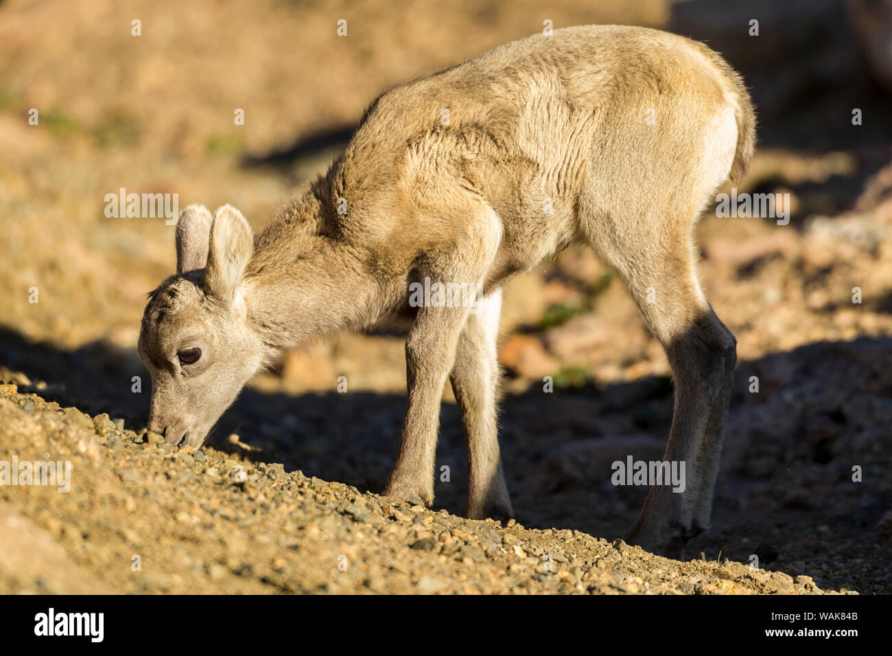 Stati Uniti d'America, Colorado, Mt. Evans. Bighorn agnello. Credito come: Cathy e Gordon Illg Jaynes / Galleria / DanitaDelimont.com Foto Stock