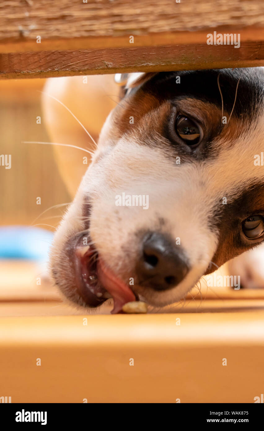 Issaquah, nello Stato di Washington, USA. Due mesi di vecchio Jack Russell Terrier cercando di mangiare un kibble trattare come egli appare sotto la ringhiera di un ponte di legno. (PR) Foto Stock
