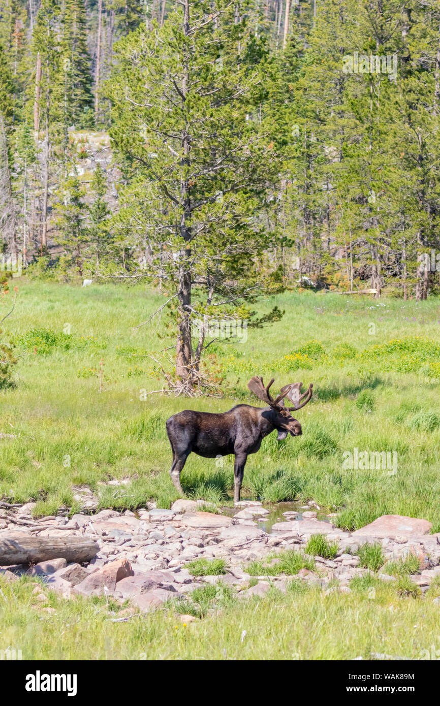 Stati Uniti d'America, Colorado, Cameron Pass. Bull moose con corna. Credito come: Fred Signore Jaynes / Galleria / DanitaDelimont.com Foto Stock