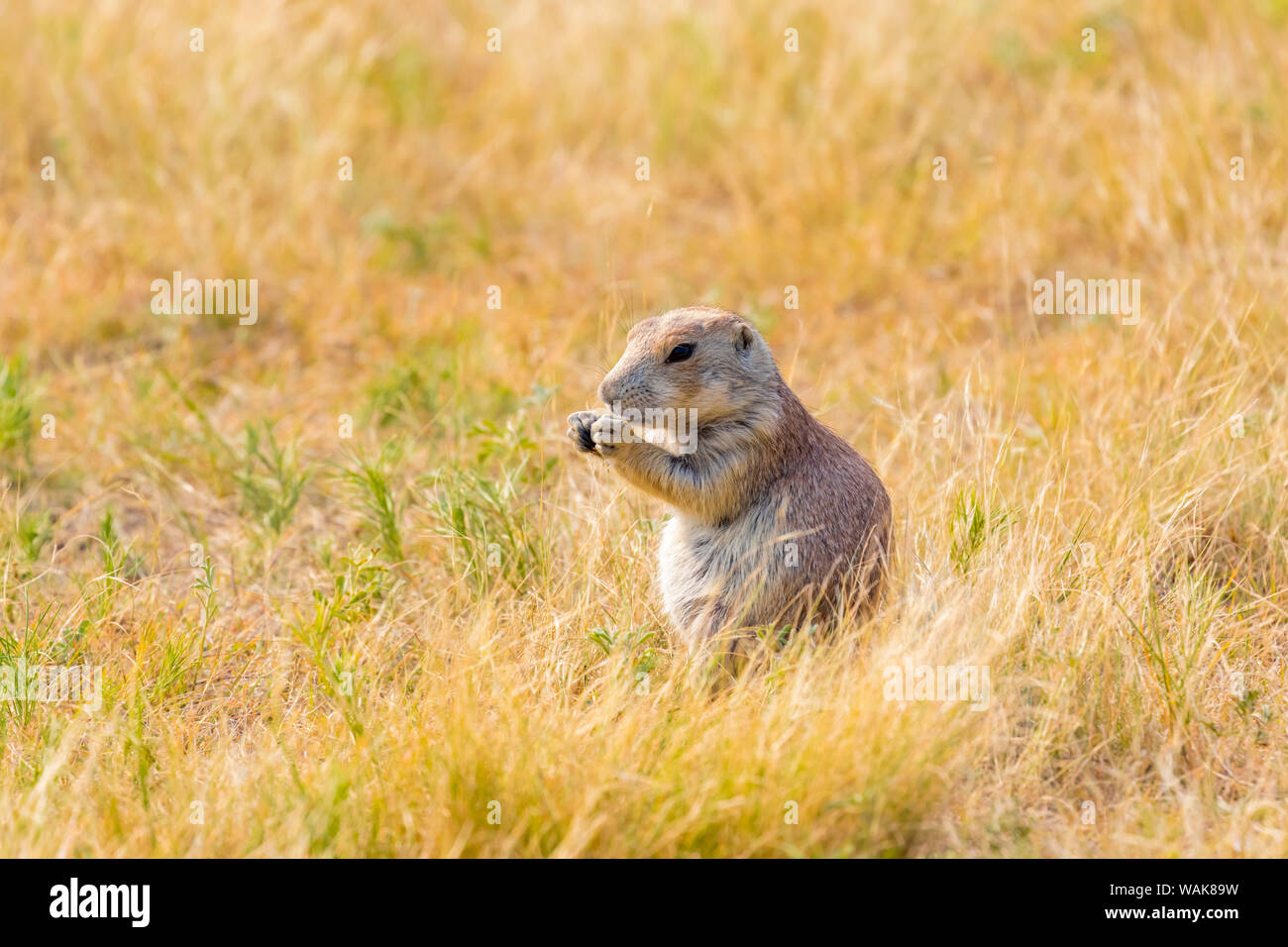 Stati Uniti d'America, Colorado, Walden. Nero-tailed cane della prateria di close-up. Credito come: Fred Signore Jaynes / Galleria / DanitaDelimont.com Foto Stock