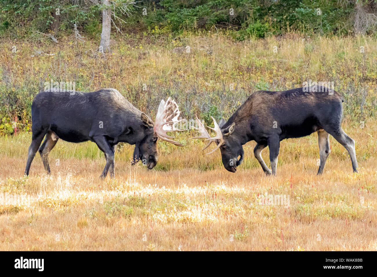 Stati Uniti d'America, Colorado, Cameron Pass. Due bull moose dueling. Credito come: Fred Signore Jaynes / Galleria / DanitaDelimont.com Foto Stock