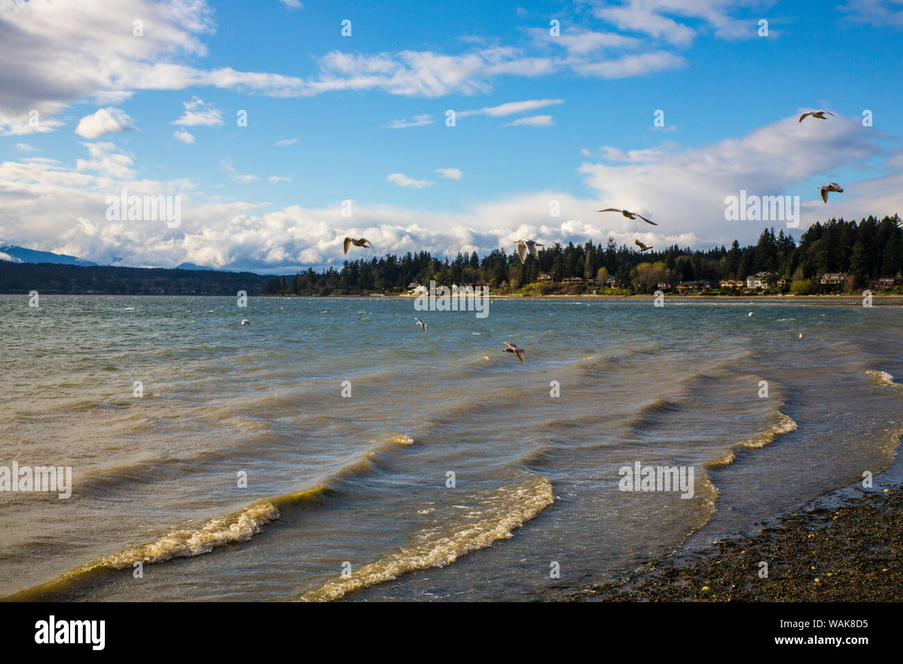 Kitsap Peninsula, Puget Sound, nello Stato di Washington. Seagull Foto Stock
