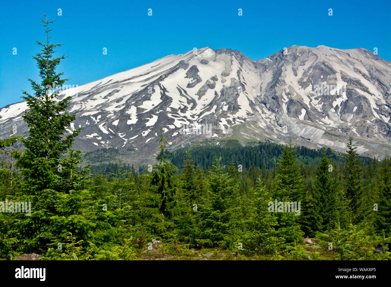 Area Lahar, lato sud del Monte Sant Helens National Volcanic Monument, nello Stato di Washington, USA. Foto Stock