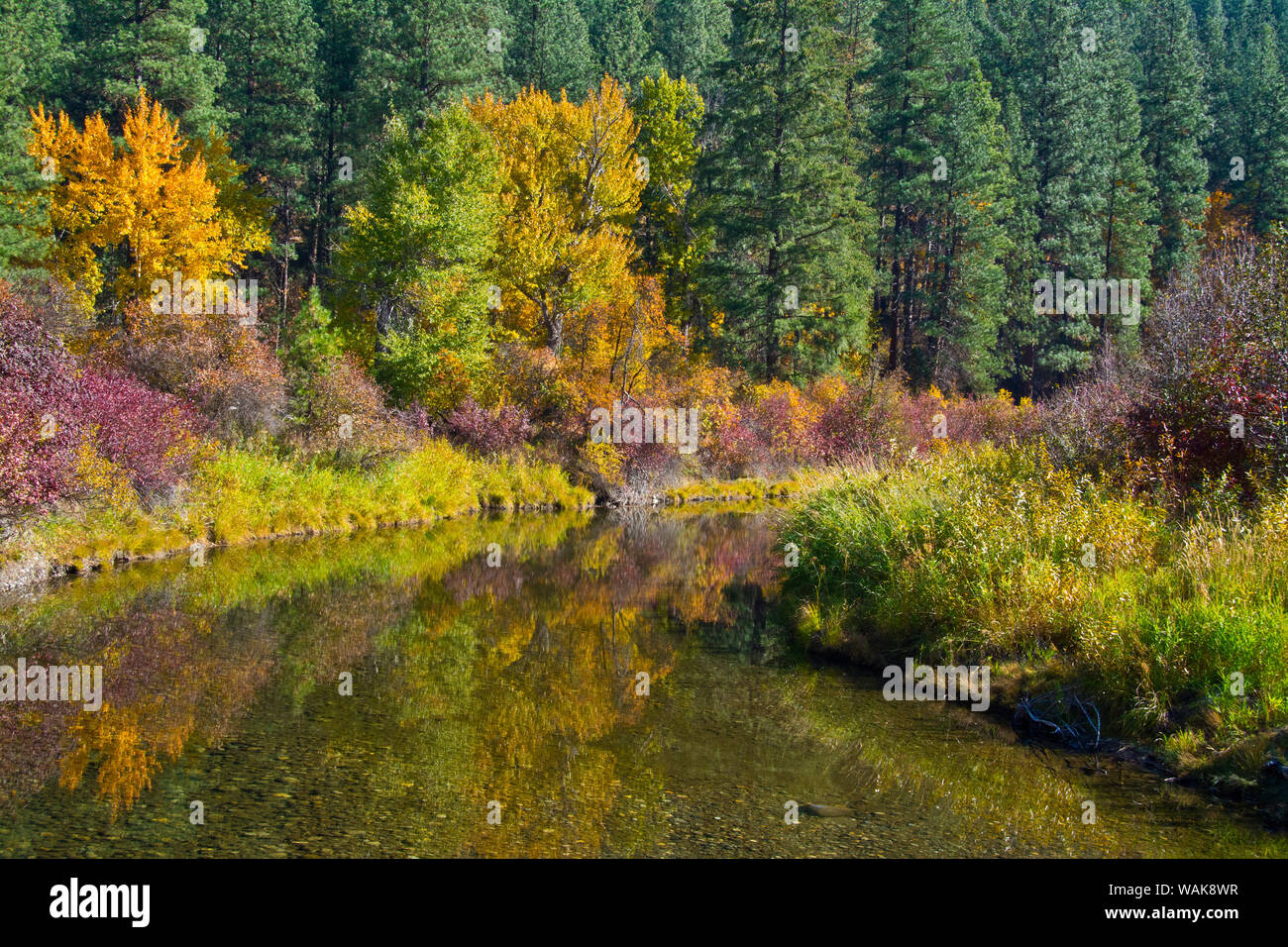 Autunno a colori, Leavenworth National Fish Hatchery, Wenatchee National Forest, nello Stato di Washington, USA. Foto Stock
