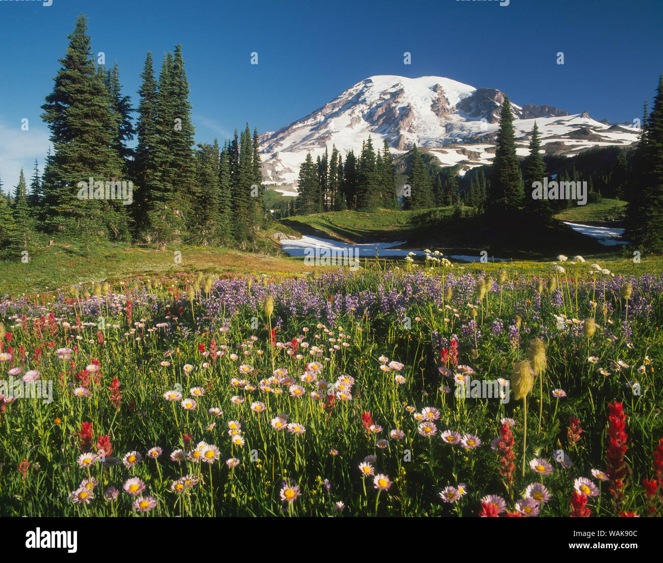 Fiori selvatici alpini, paradiso Trail, Mt. Rainier National Park, nello Stato di Washington, USA Foto Stock
