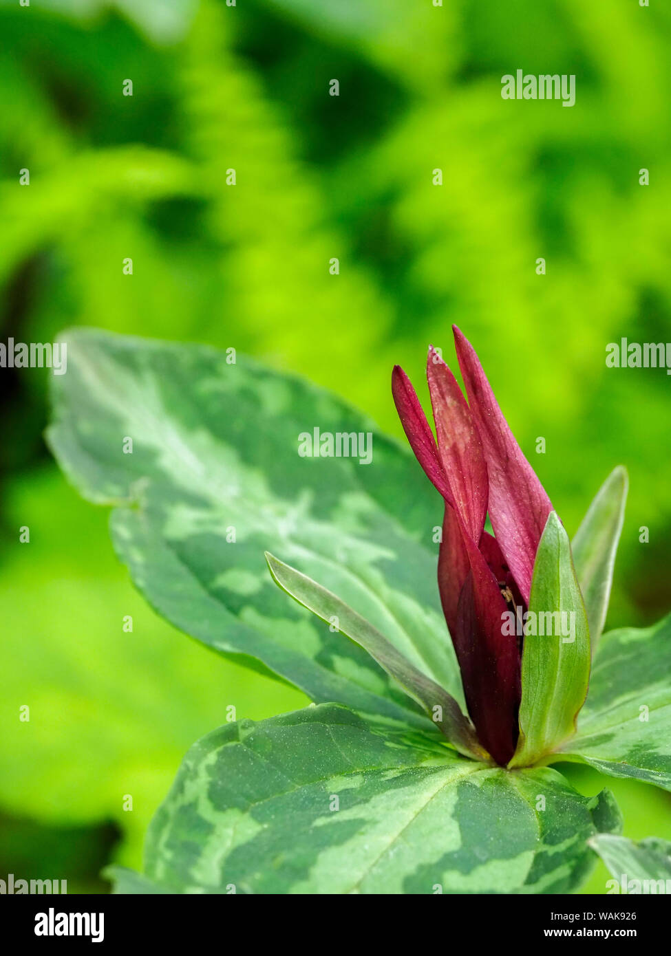 Stati Uniti d'America, Delaware. Un maroon trillium, Trillium erectum, T. cuneatum crescendo in un giardino di fiori selvaggi. Foto Stock