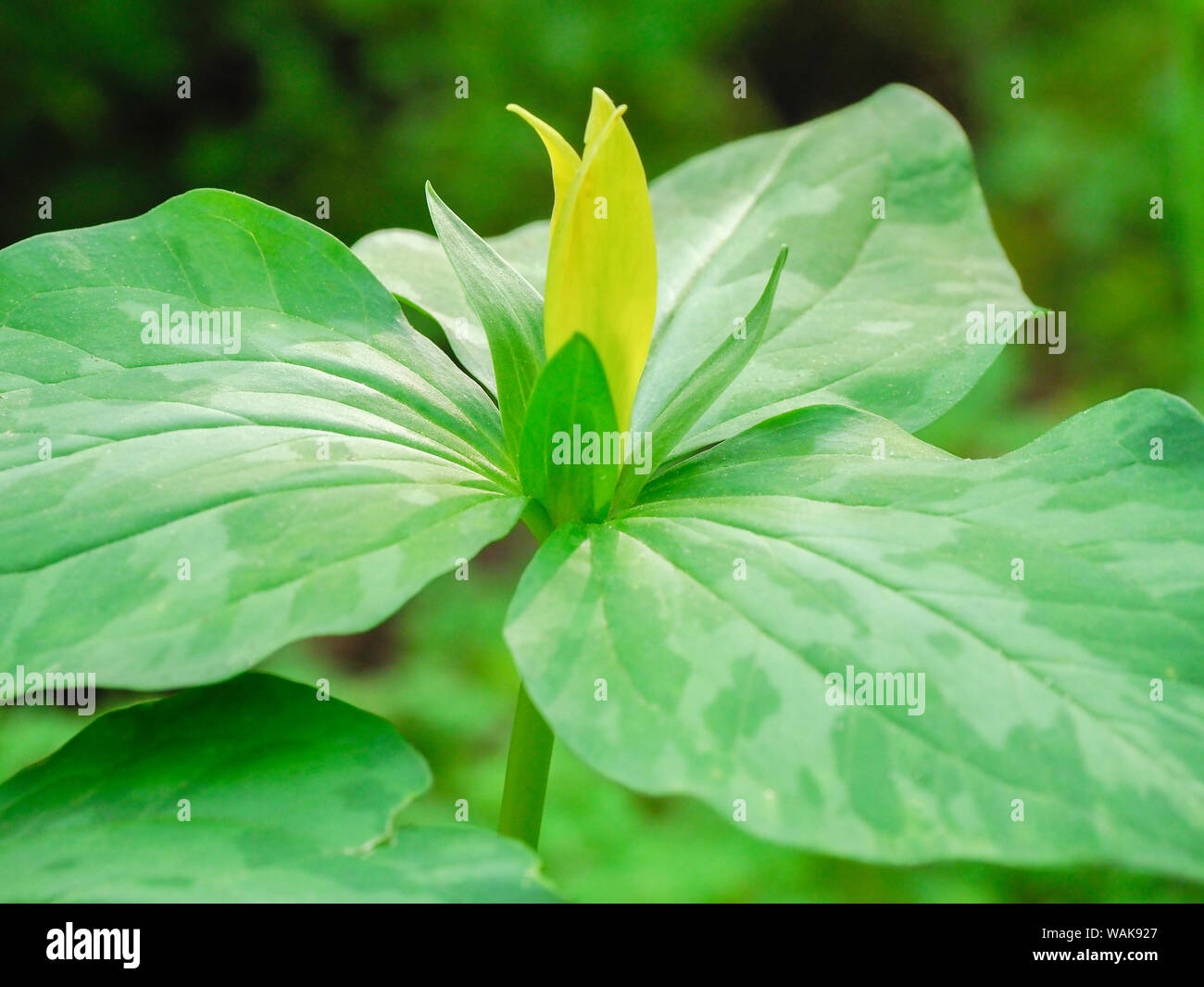 Stati Uniti d'America, Delaware. Un giallo trillium, Trillium erectum, T. luteum, crescendo in un giardino di fiori selvaggi. Foto Stock