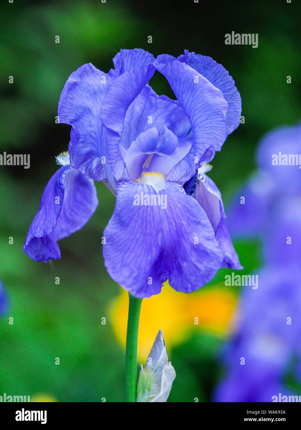 Stati Uniti d'America, Delaware. Close-up di un blu iris barbuto. Foto Stock