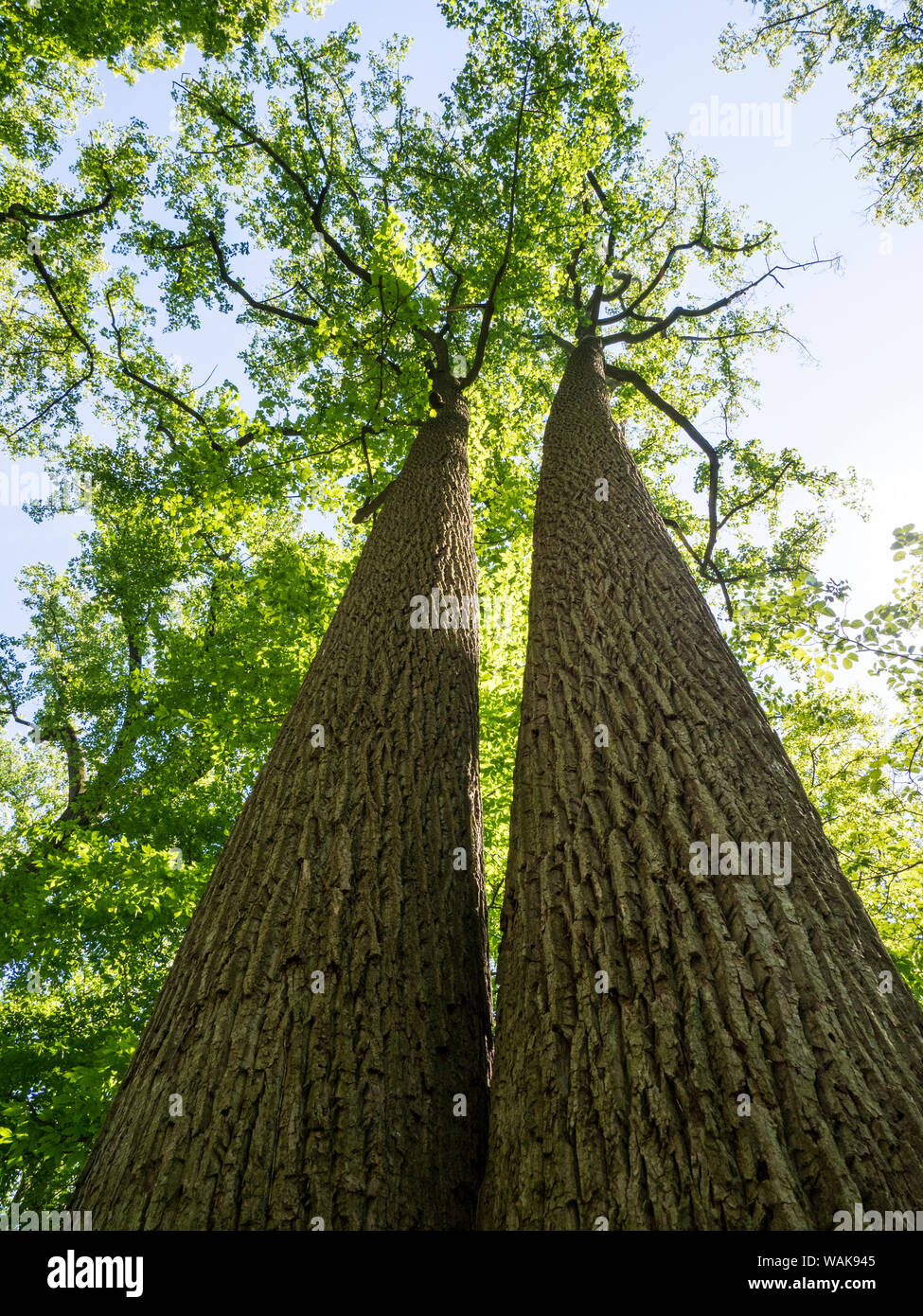 Stati Uniti d'America, Delaware. Guardando il vecchio la crescita di alberi in un parco. Foto Stock