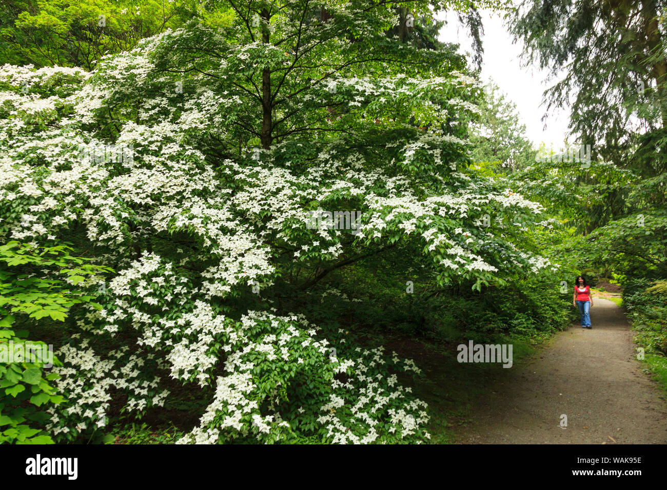 Donna godendo a piedi ai primi di giugno a Seattle arboreto, nello Stato di Washington, USA (MR) Foto Stock