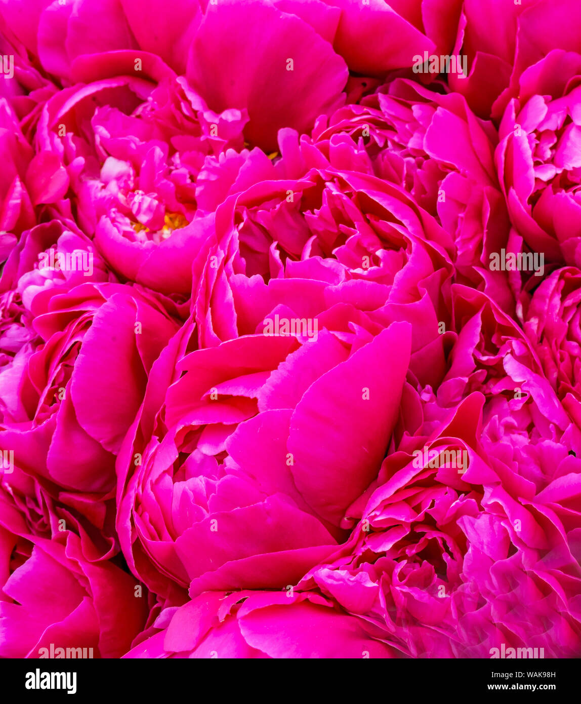 Peonie rosa. Foto Stock