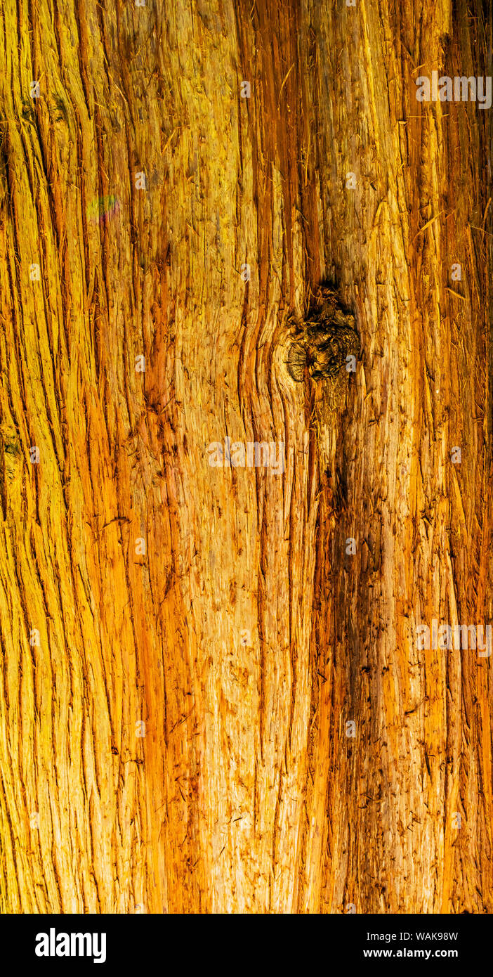 Coastal Redwood (Sequoia sempervirens). California redwood, più alti alberi viventi. Foto Stock