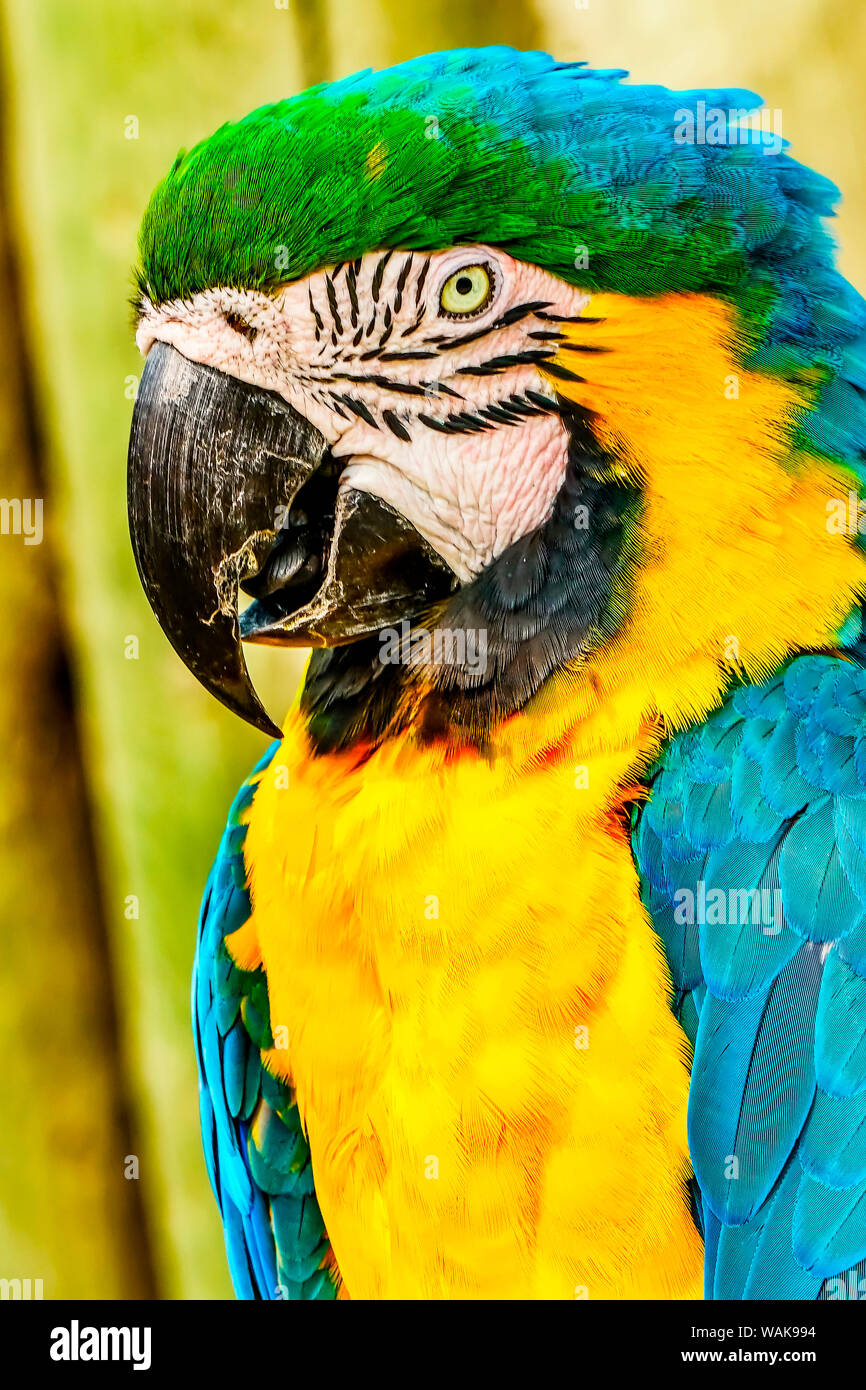 Macaw Parrot (Ara ararauna). Foto Stock