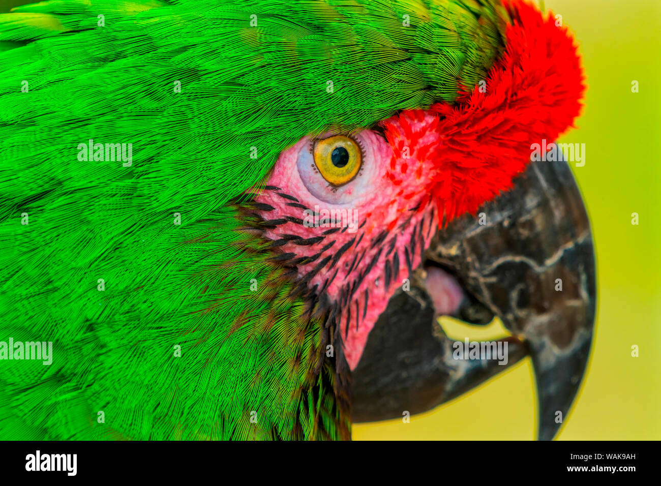Close-up di militare verde macaw. Foto Stock