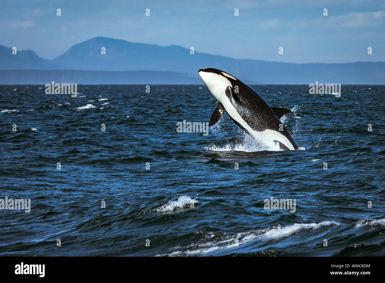 Diritto di Juan de Fuca, residente meridionale Killer Whale violare. Foto Stock