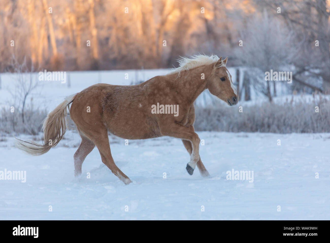 Cavallo rigido in inverno sul nascondiglio Ranch, Shell, Wyoming. Cavalli in esecuzione nella neve Foto Stock