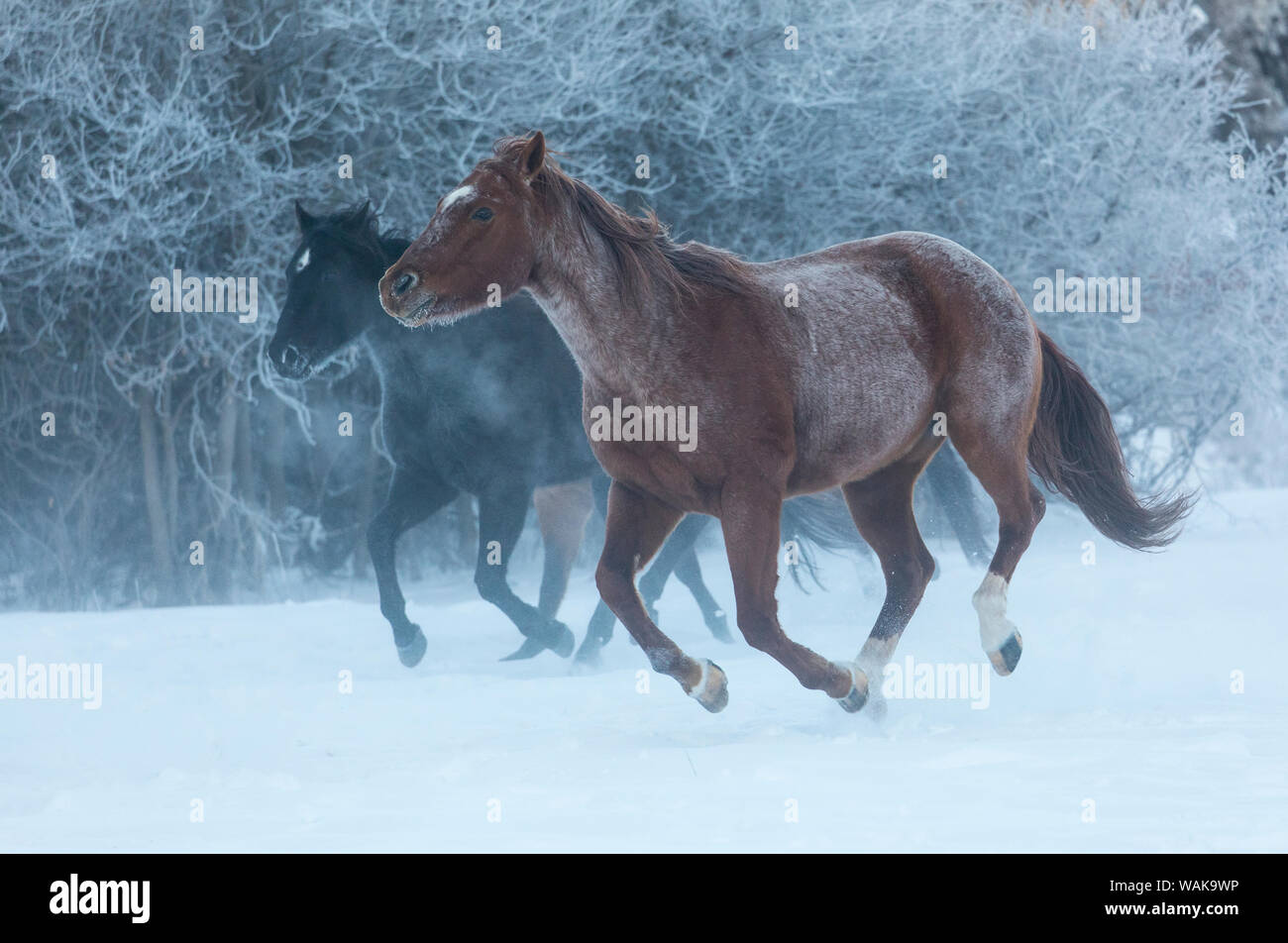 Cavallo rigido in inverno sul nascondiglio Ranch, Shell, Wyoming. Cavalli in esecuzione nella neve Foto Stock