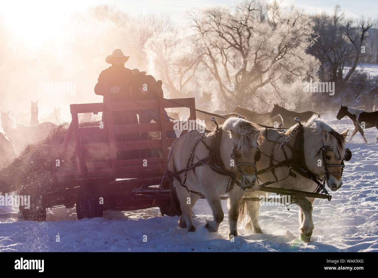 Cavallo rigido in inverno sul nascondiglio Ranch, Shell, Wyoming. Il cowboy sul carro trainato da una coppia di cavalli che alimenta fieno per allevamento di cavalli. (MR) Foto Stock