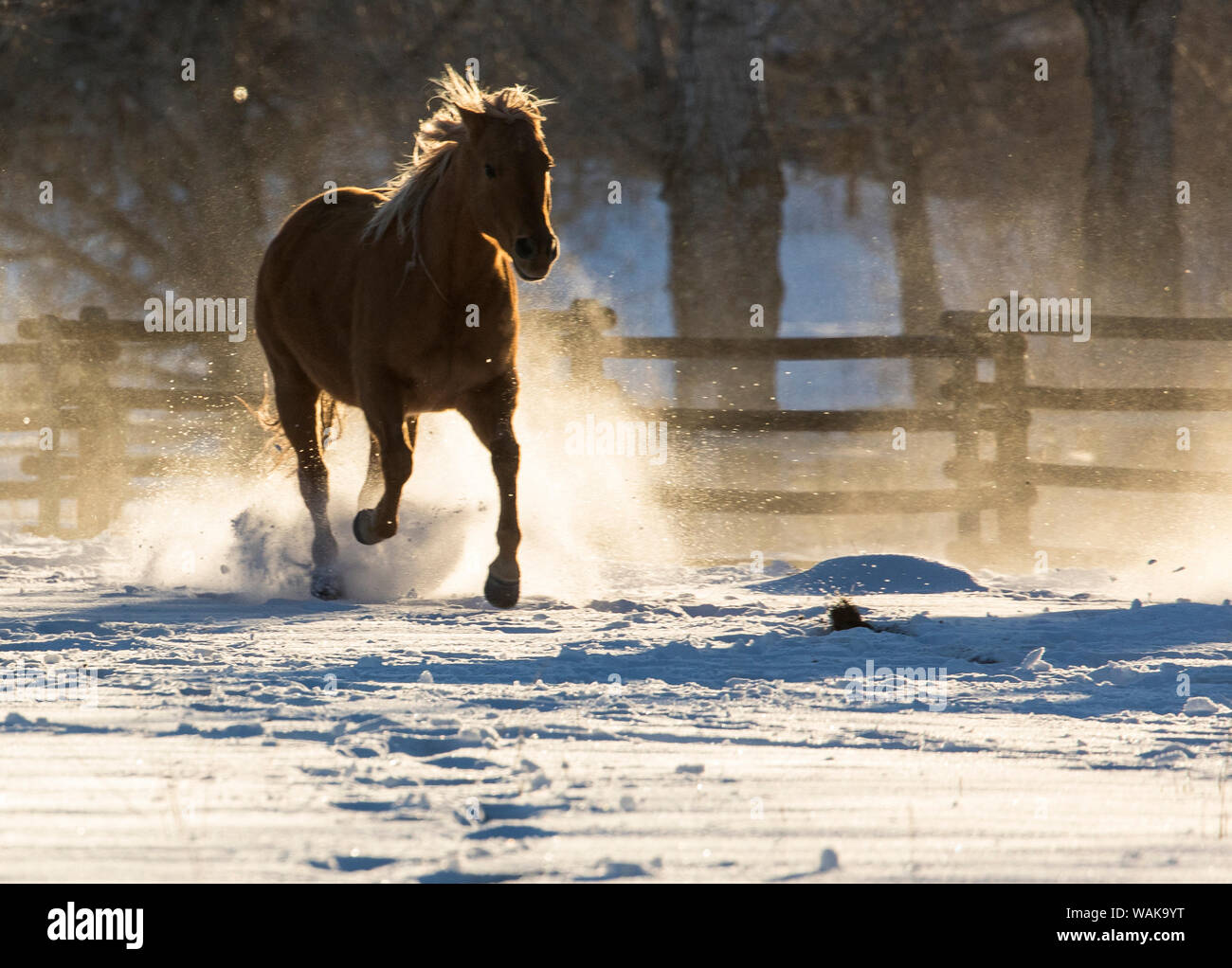 Cavallo rigido in inverno sul nascondiglio Ranch, Shell, Wyoming. Cavallo che corre attraverso la neve. Foto Stock