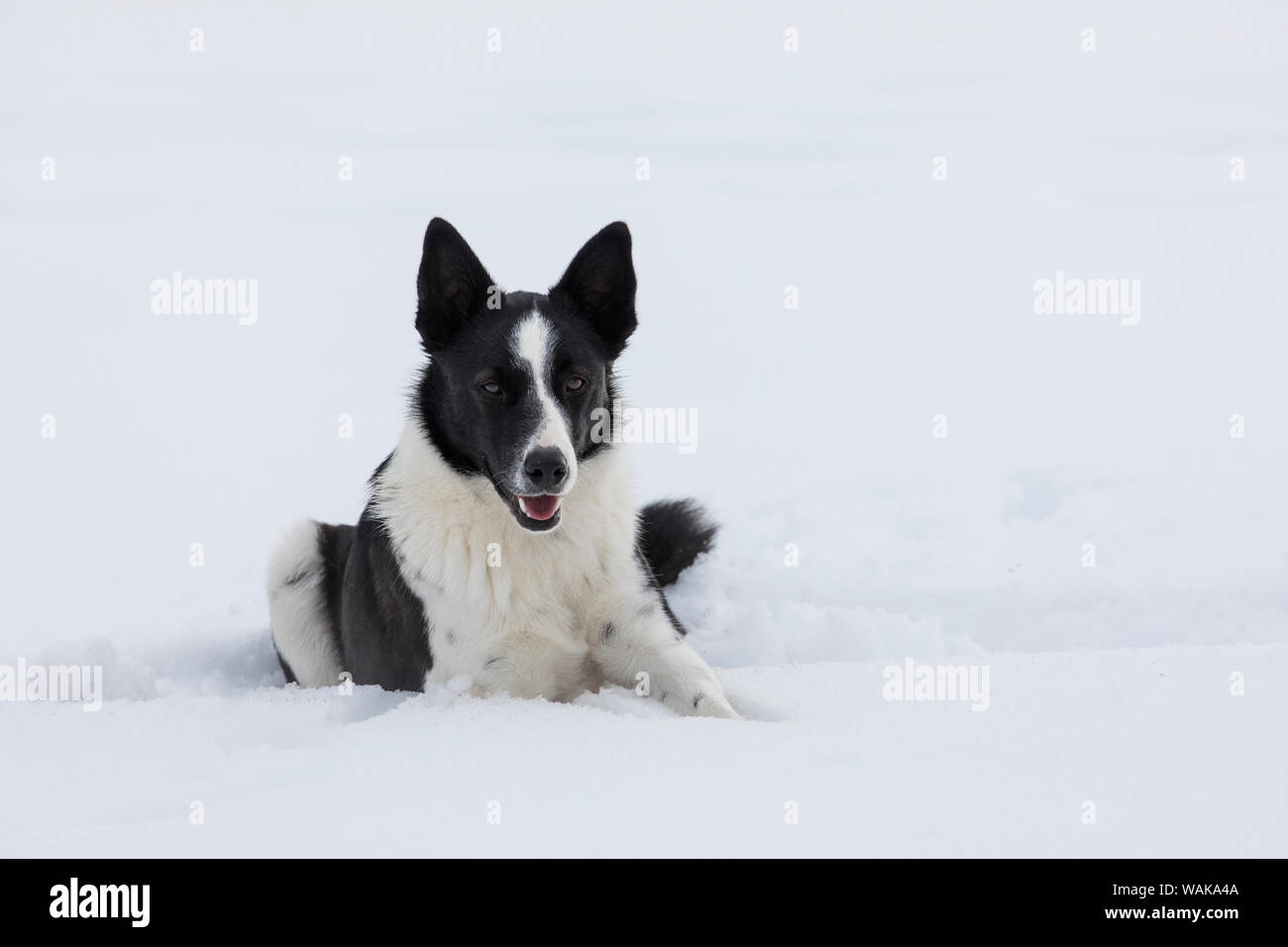Cavallo rigido in inverno sul nascondiglio Ranch, Shell, Wyoming. Ranch di appoggio del cane nella neve. Foto Stock
