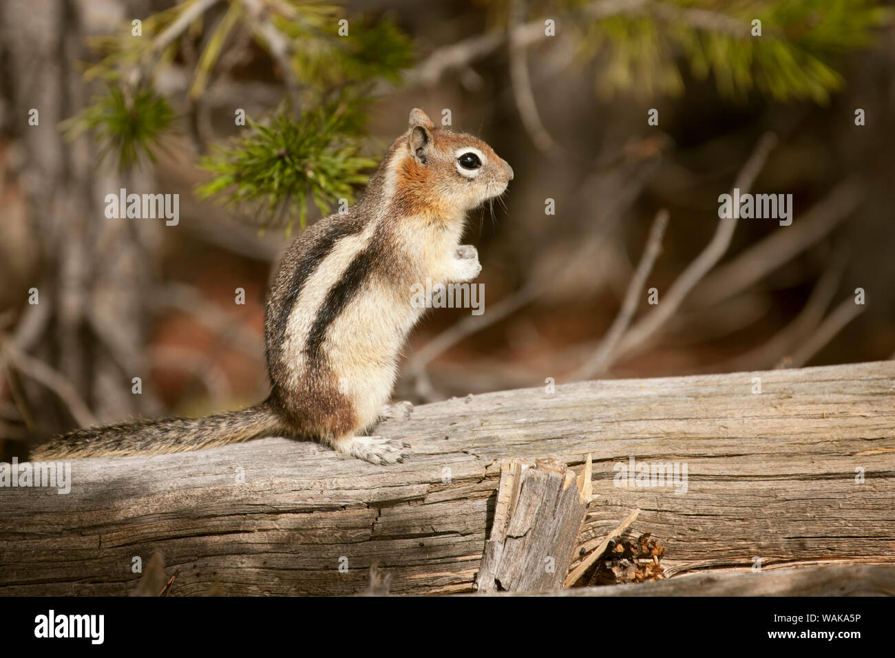 Parco Nazionale di Yellowstone, Wyoming negli Stati Uniti. Golden-mantled scoiattolo di terra in piedi su un log. Foto Stock