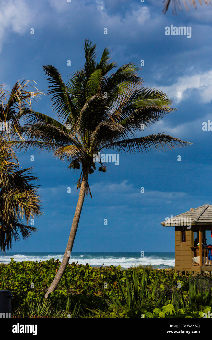 West Palm Beach, Florida. Palm Tree e torre bagnino Foto Stock