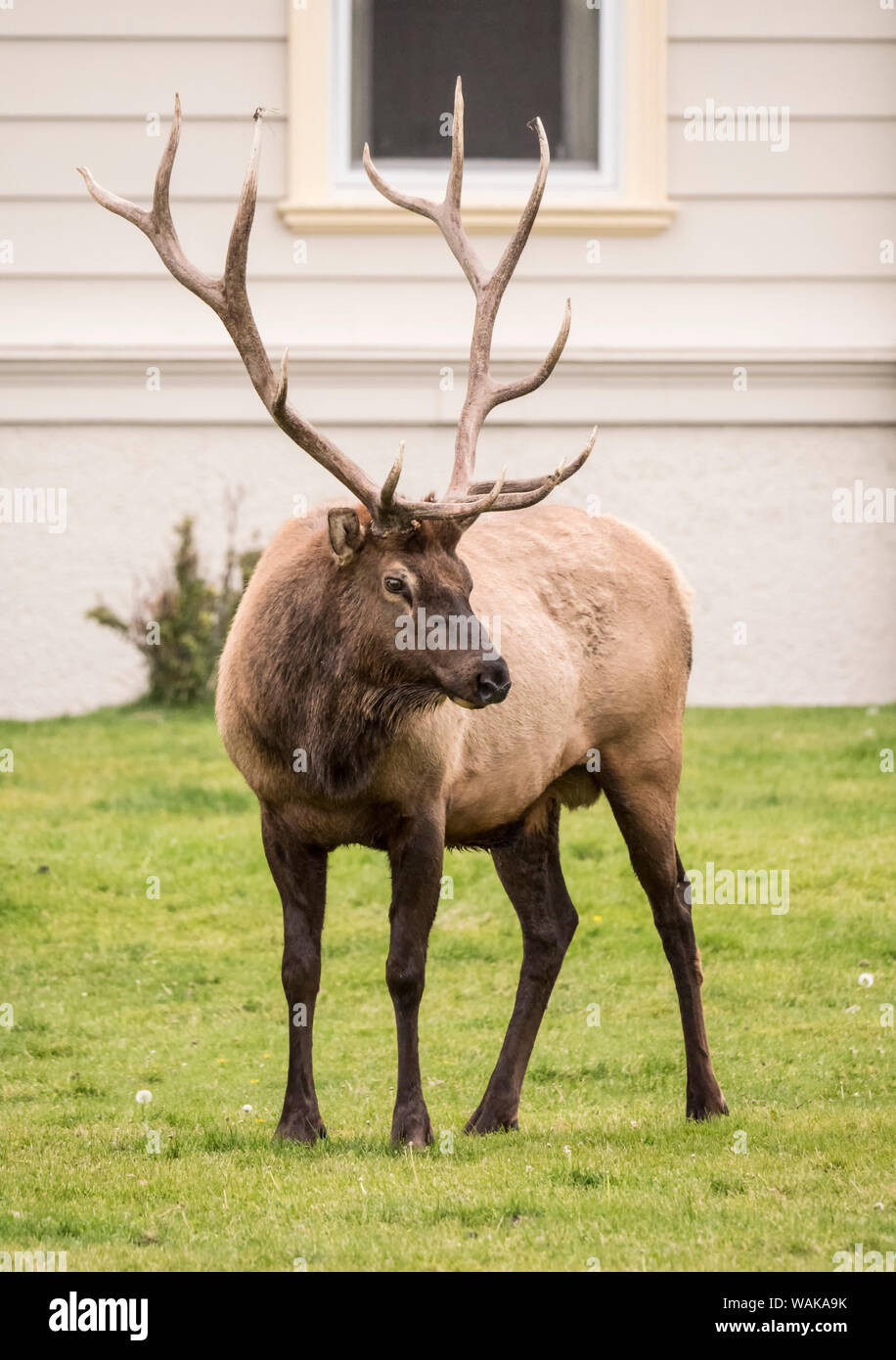 Parco Nazionale di Yellowstone, Wyoming negli Stati Uniti. Ritratto di un toro elk vicino il Mammoth Hot Springs Hotel. I rangers creduto ha spostato il suo harem sentire per evitare le crescenti minacce locale da lupi. Foto Stock