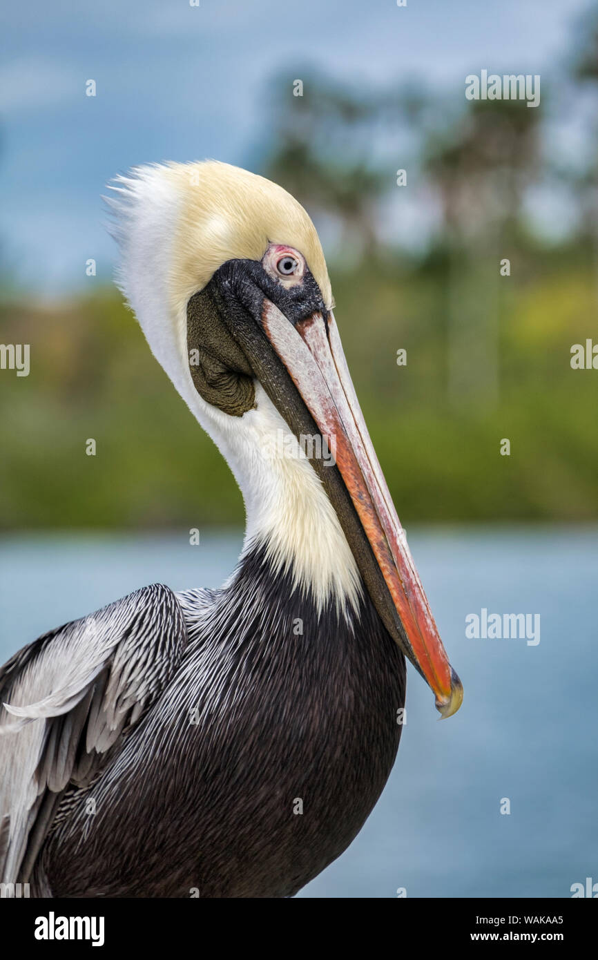 Brown pelican, New Smyrna Beach, Florida, Stati Uniti d'America Foto Stock