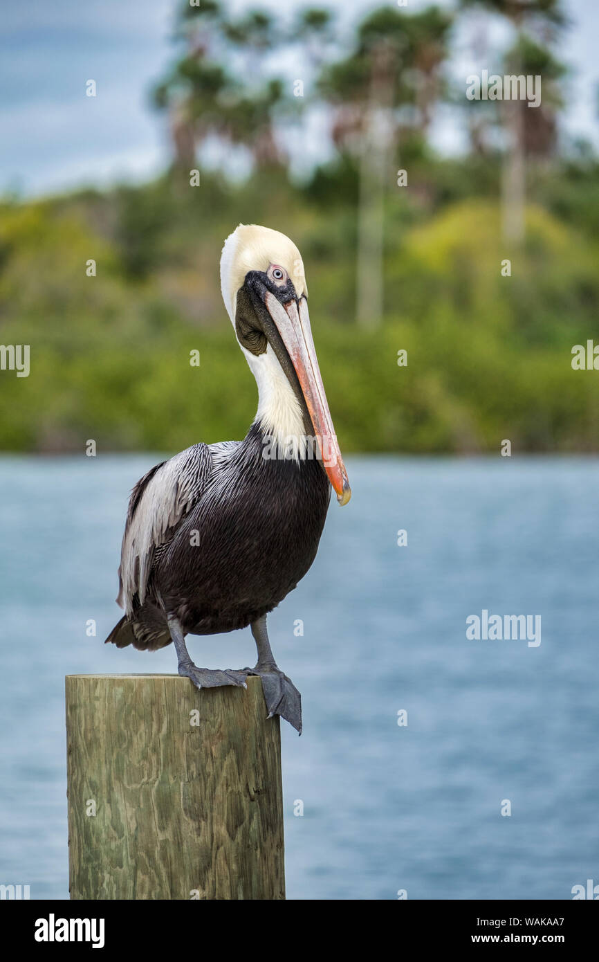 Brown pelican, New Smyrna Beach, Florida, Stati Uniti d'America Foto Stock