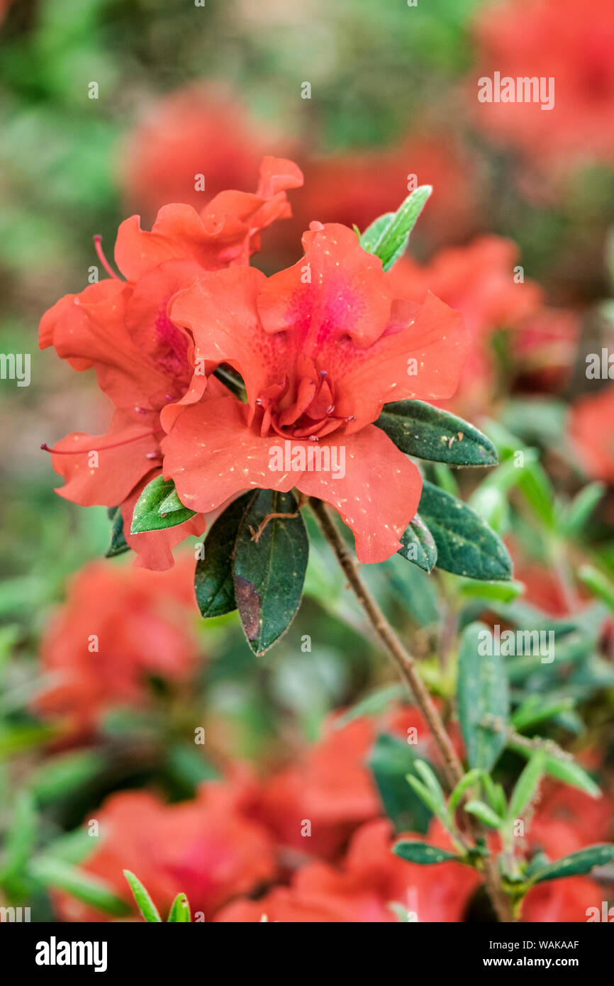 Close-up di orange azalea bush Foto Stock