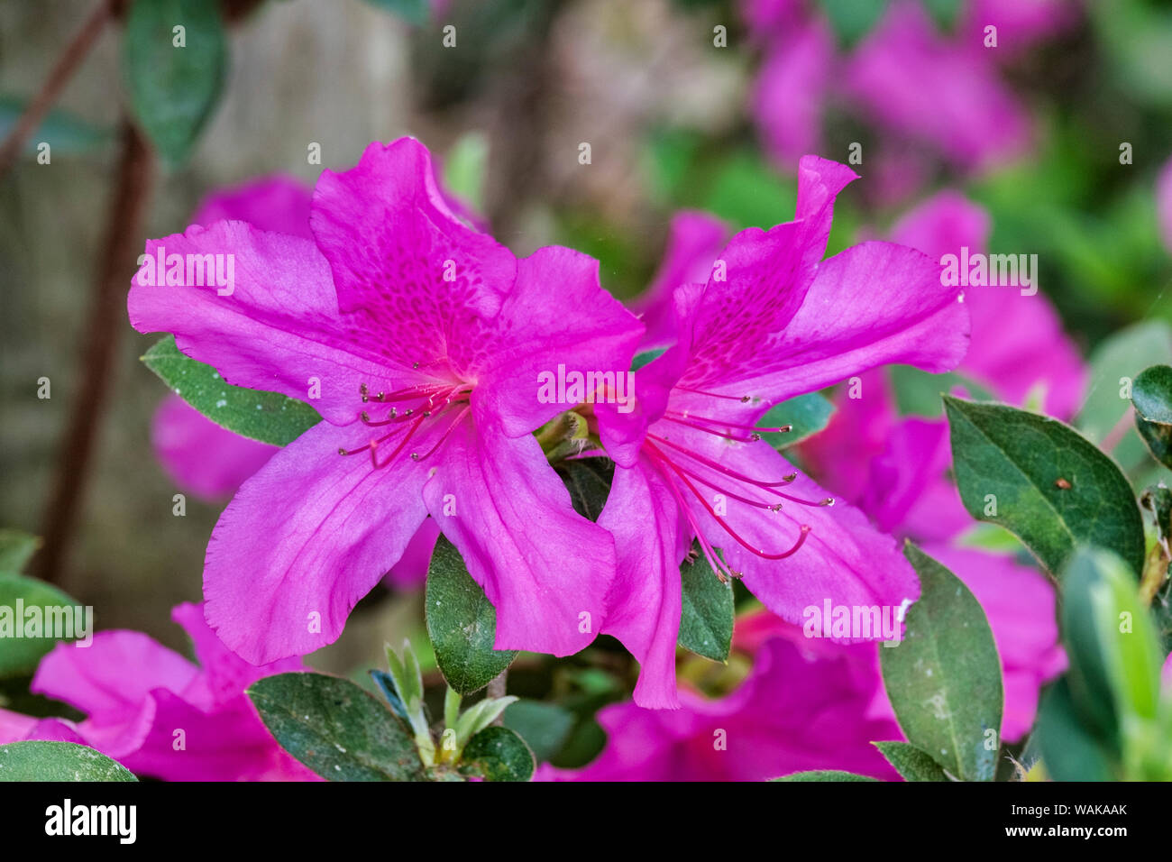 Close-up di azalea colore rosa bush Foto Stock