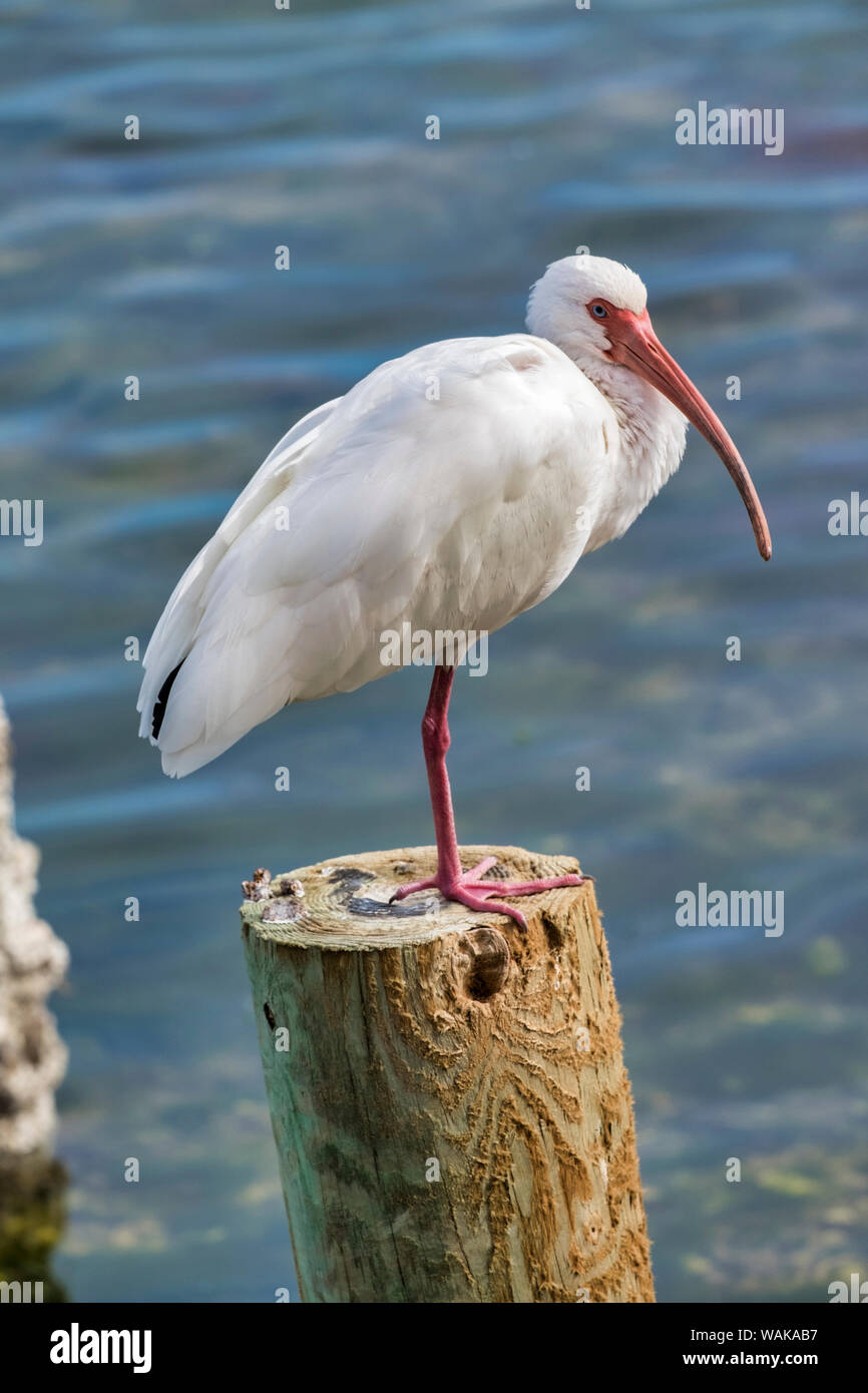 Ibis bianco arroccato su un palo di legno, Oak Hill, Florida, Stati Uniti d'America Foto Stock