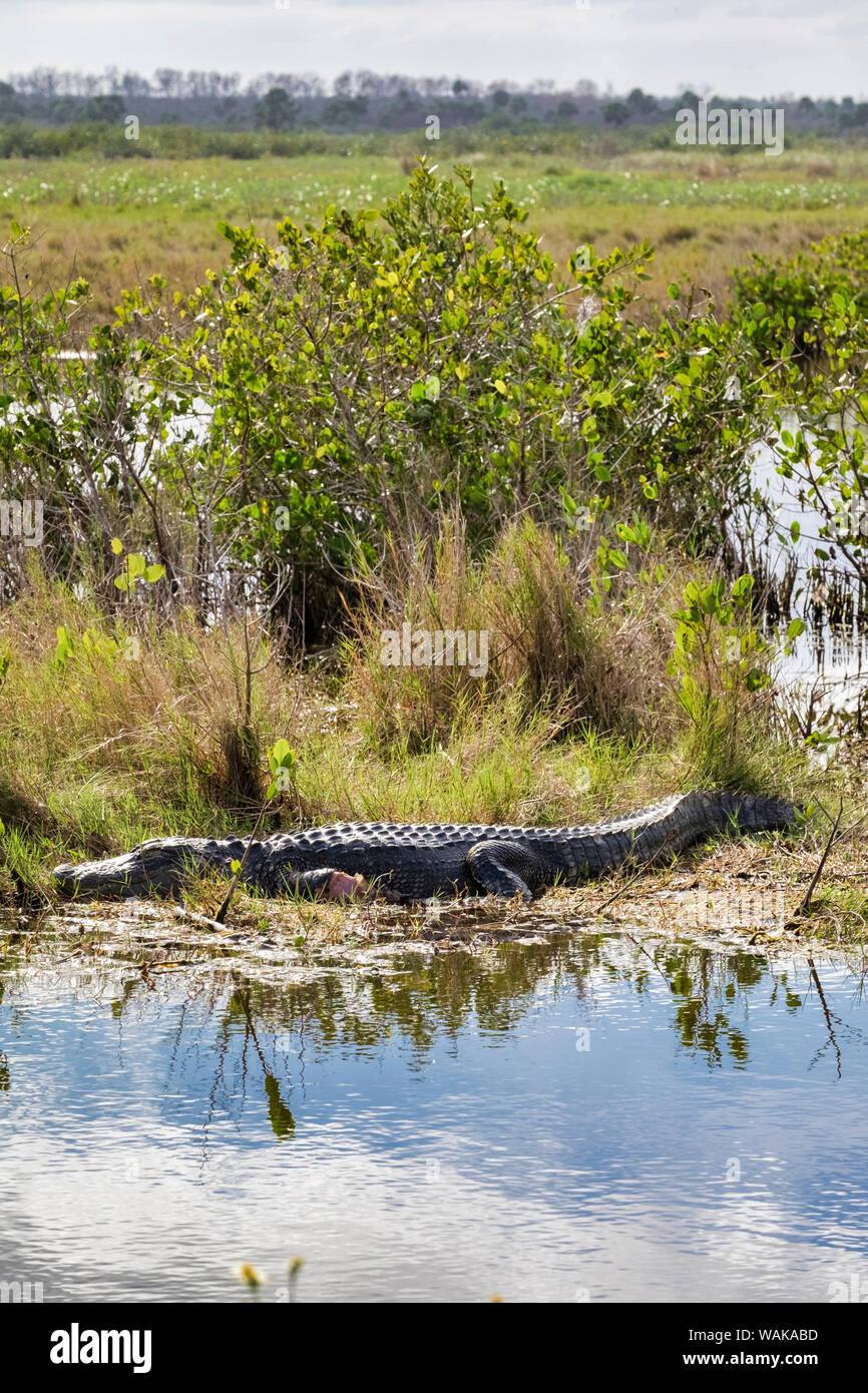 Alligatore stesso prendisole, Merritt Island Nature Preserve, Florida, Stati Uniti d'America Foto Stock