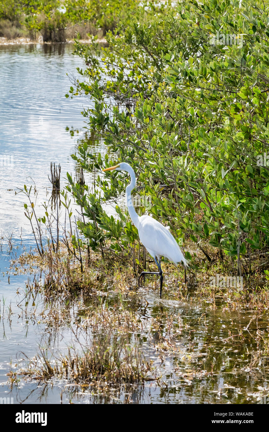Grande airone bianco trampolieri, Merritt Island Nature Preserve, Florida, Stati Uniti d'America Foto Stock