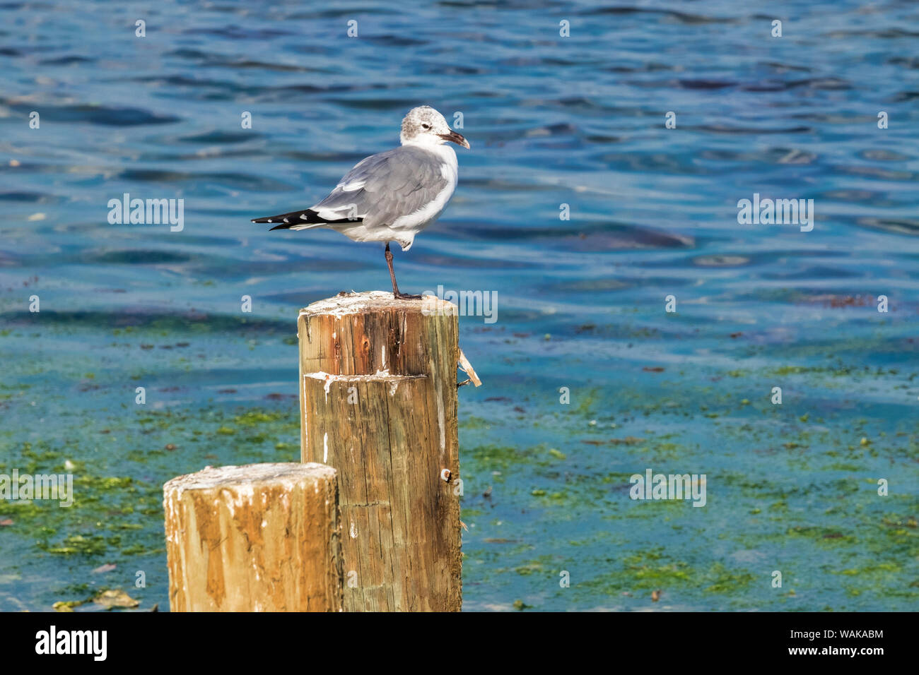 Seagull su un impilamento, Florida, Stati Uniti d'America Foto Stock