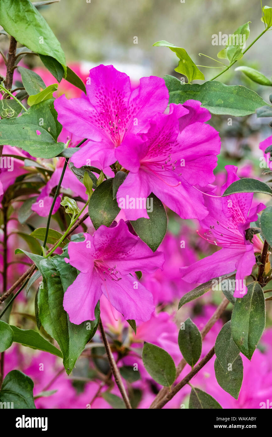 Close-up di azalea colore rosa bush Foto Stock
