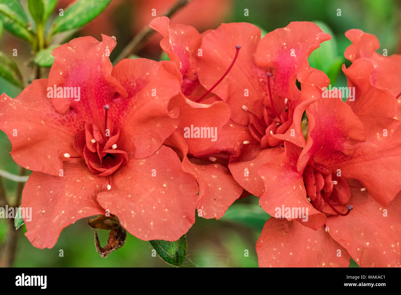 Close-up di orange azalea bush Foto Stock