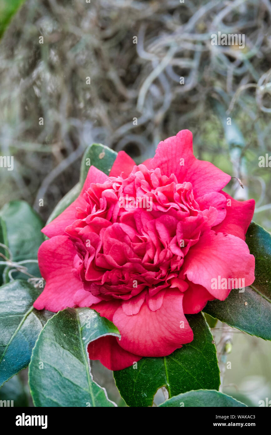Pink Camellia flower, STATI UNITI D'AMERICA Foto Stock