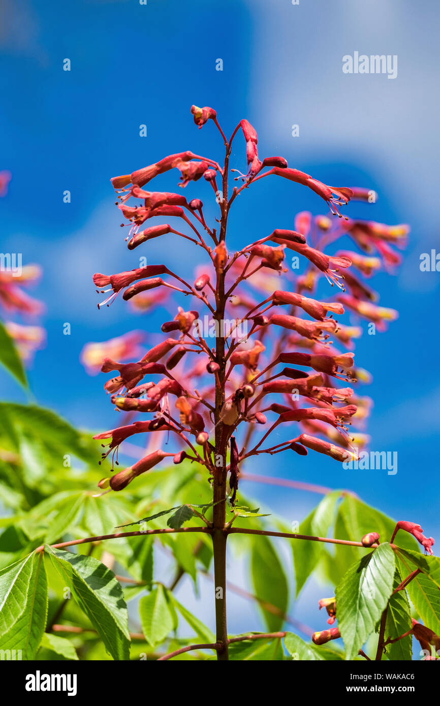 Fiore tropicale blooming, Florida, Stati Uniti d'America Foto Stock