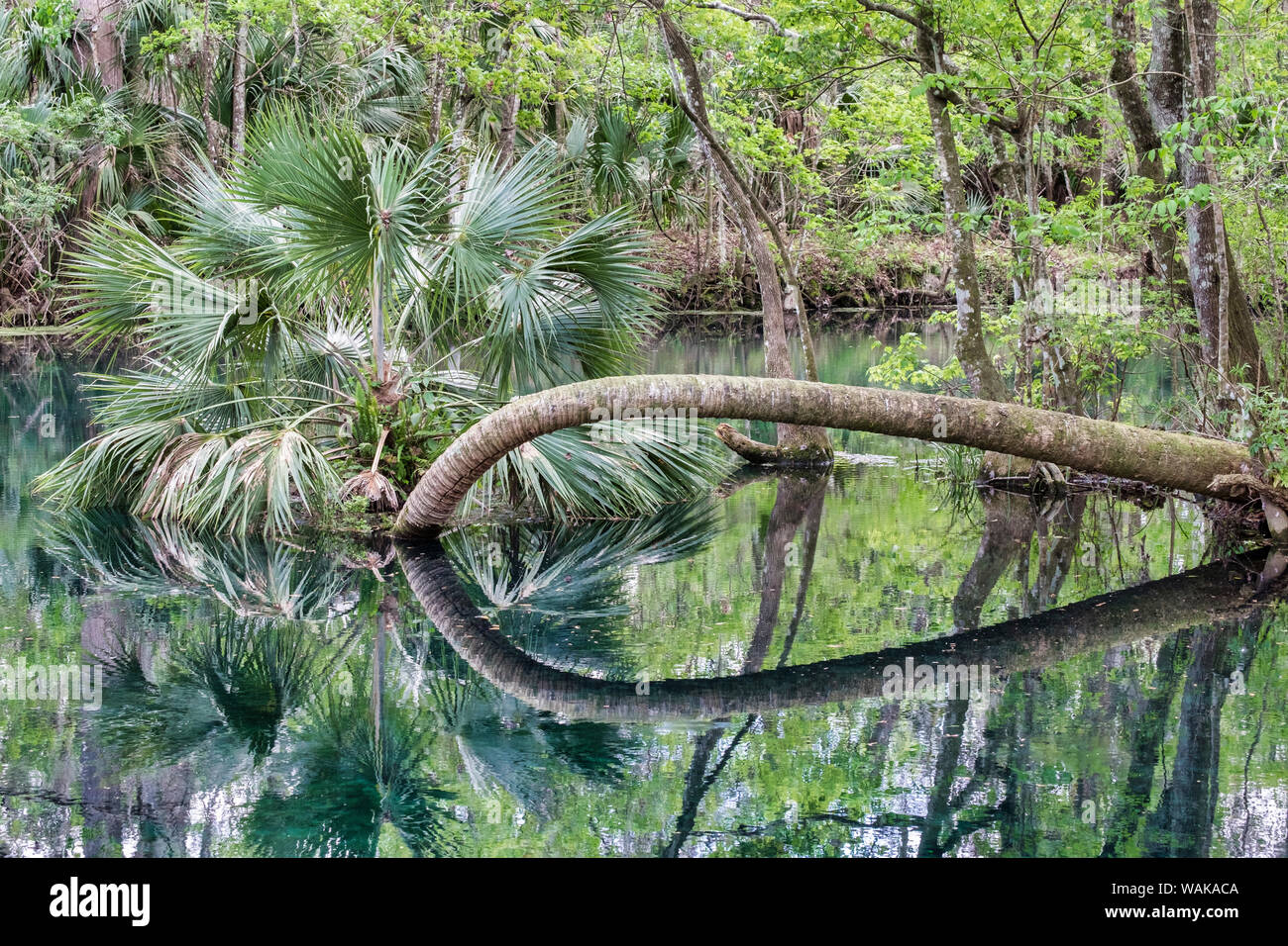 Caduto il cavolo Palm tree, fiume d'argento, Silver Springs, in Florida, Stati Uniti d'America Foto Stock