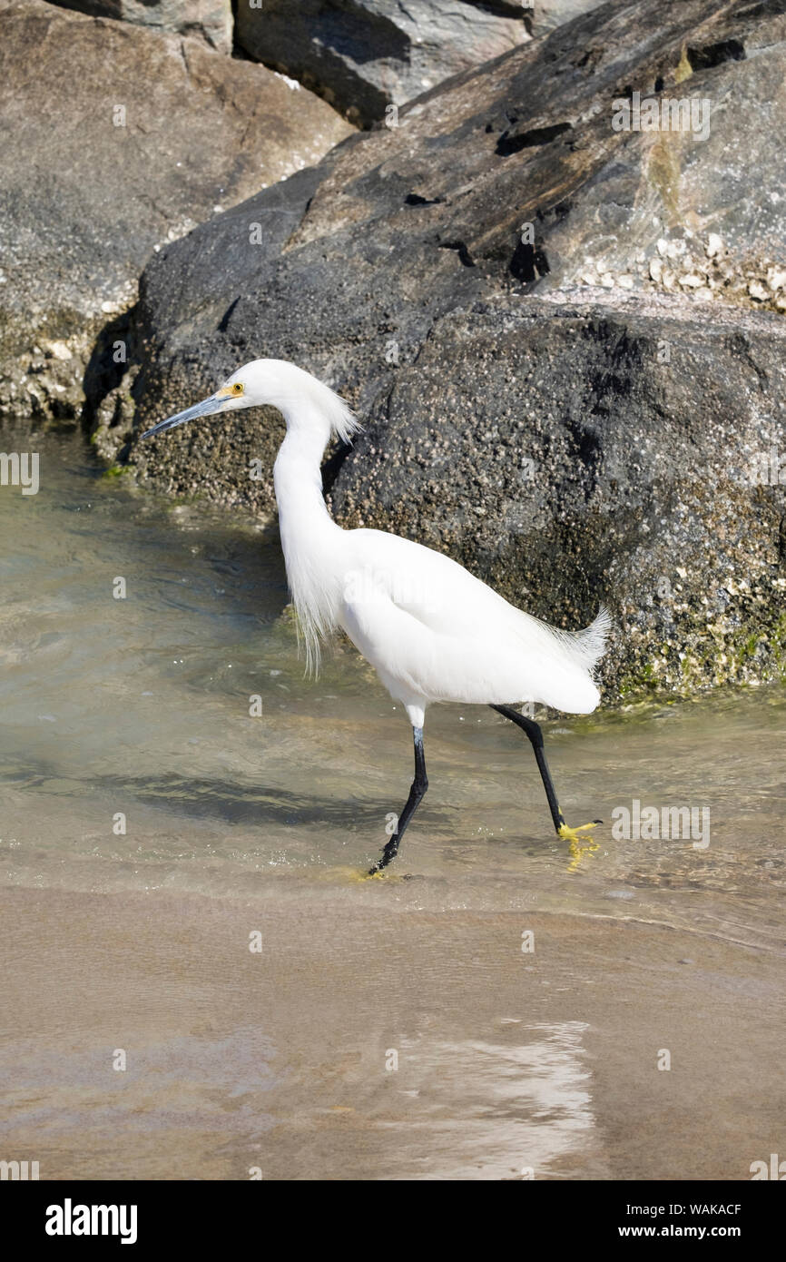 Snowy Garzetta guadare in acqua, New Smyrna Beach, Florida, Stati Uniti d'America Foto Stock