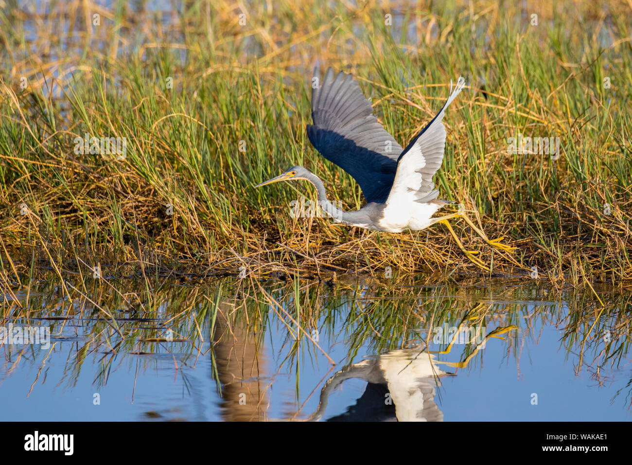 Airone tricolore (Egretta tricolore) piede-trascinando il comportamento. Viera zone umide, Brevard County, Florida. Foto Stock
