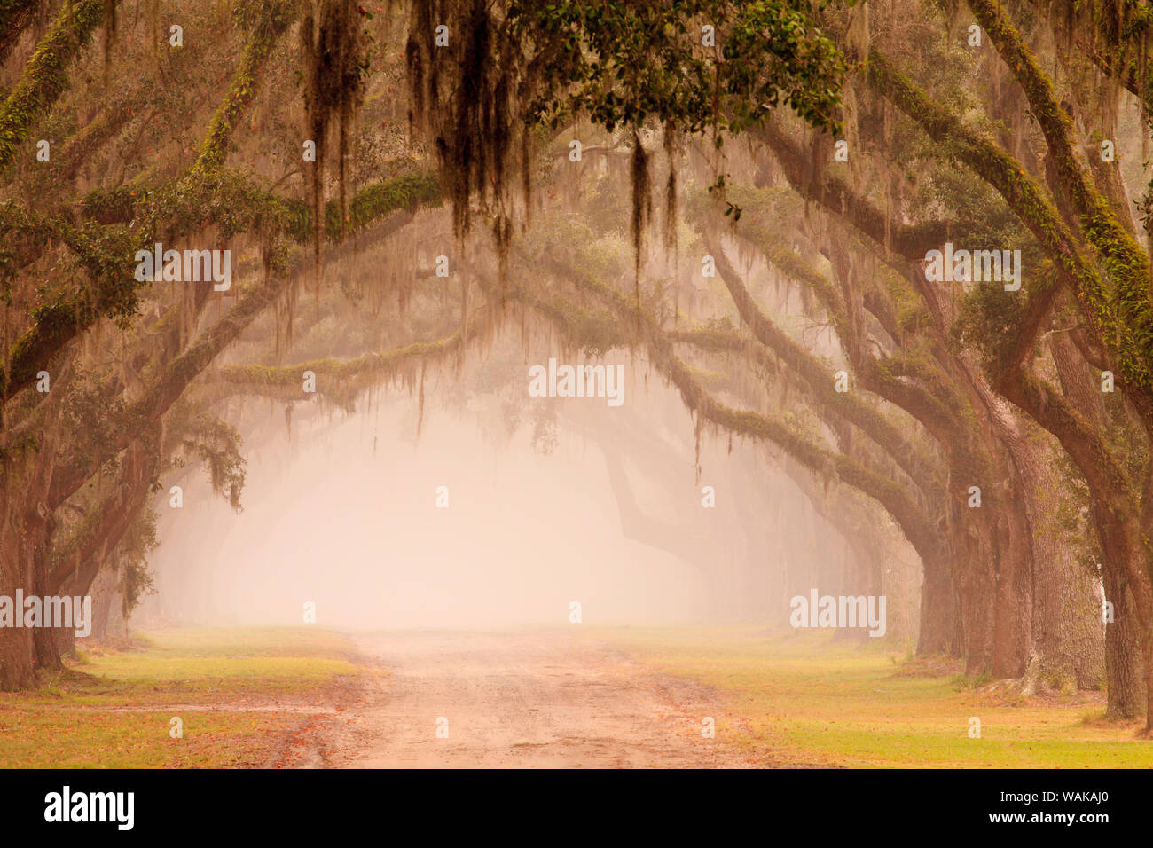 Stati Uniti d'America, Georgia, Savannah. Wormsloe Plantation Drive nella nebbia mattutina. Foto Stock