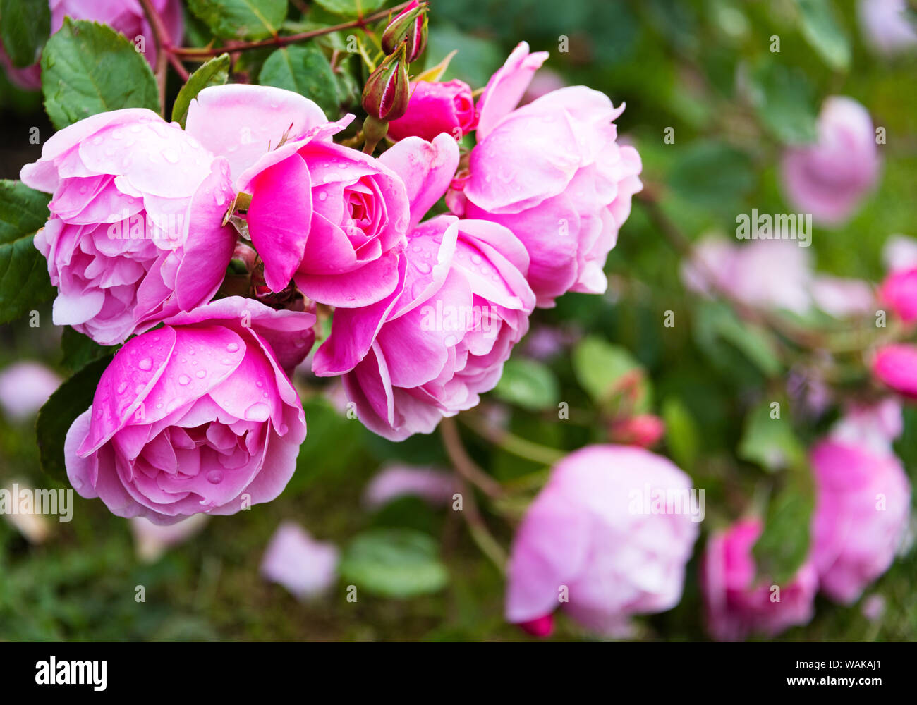 Le rose nel Giardino delle rose, o il Giardino delle Rose, a Firenze, Italia Foto Stock