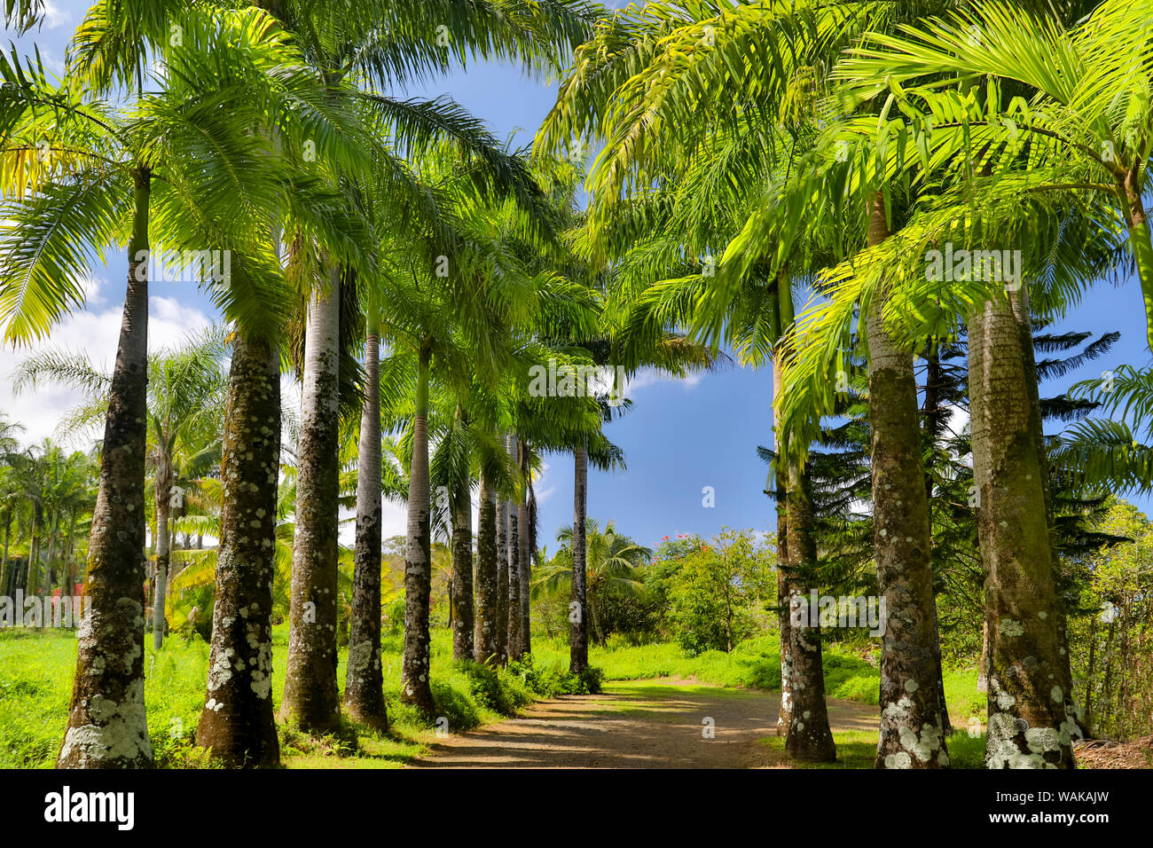 Fiancheggiata da palme strada nel giardino di Eden Arboretum, Maui, Hawaii Foto Stock