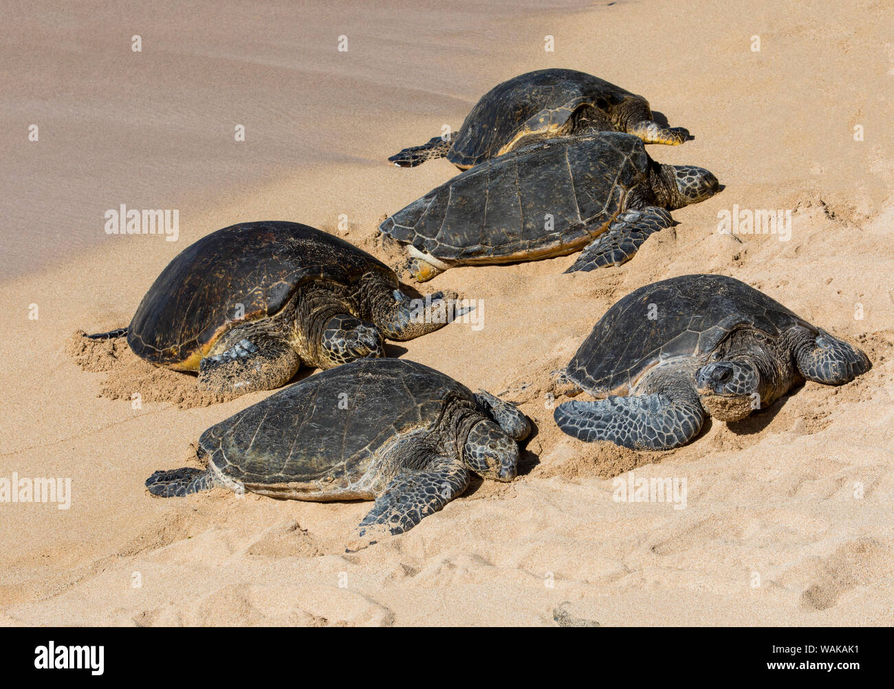 Tartaruga Verde tirate fuori Ho'okipa Beach Park, Maui, Hawaii Foto Stock